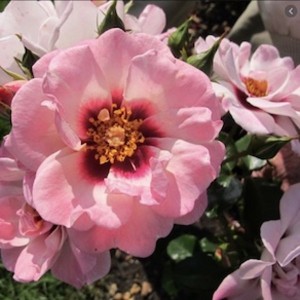 ANGEL EYES (floribunda)